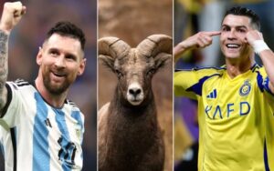 Tỷ lệ kèo bóng đá Anh